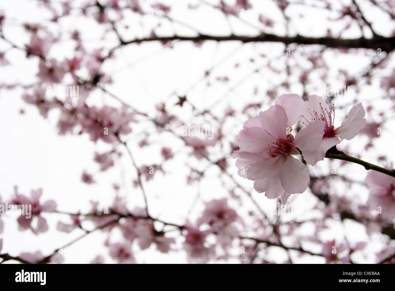 Peach tree in blossom Stock Photo