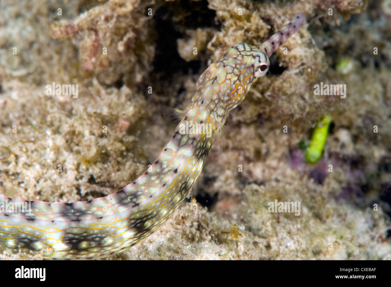 Reeftop pipefish (Corythoichthys haematopterus), grows to 18cm, Indo-west Pacific waters, Philippines, Southeast Asia, Asia Stock Photo