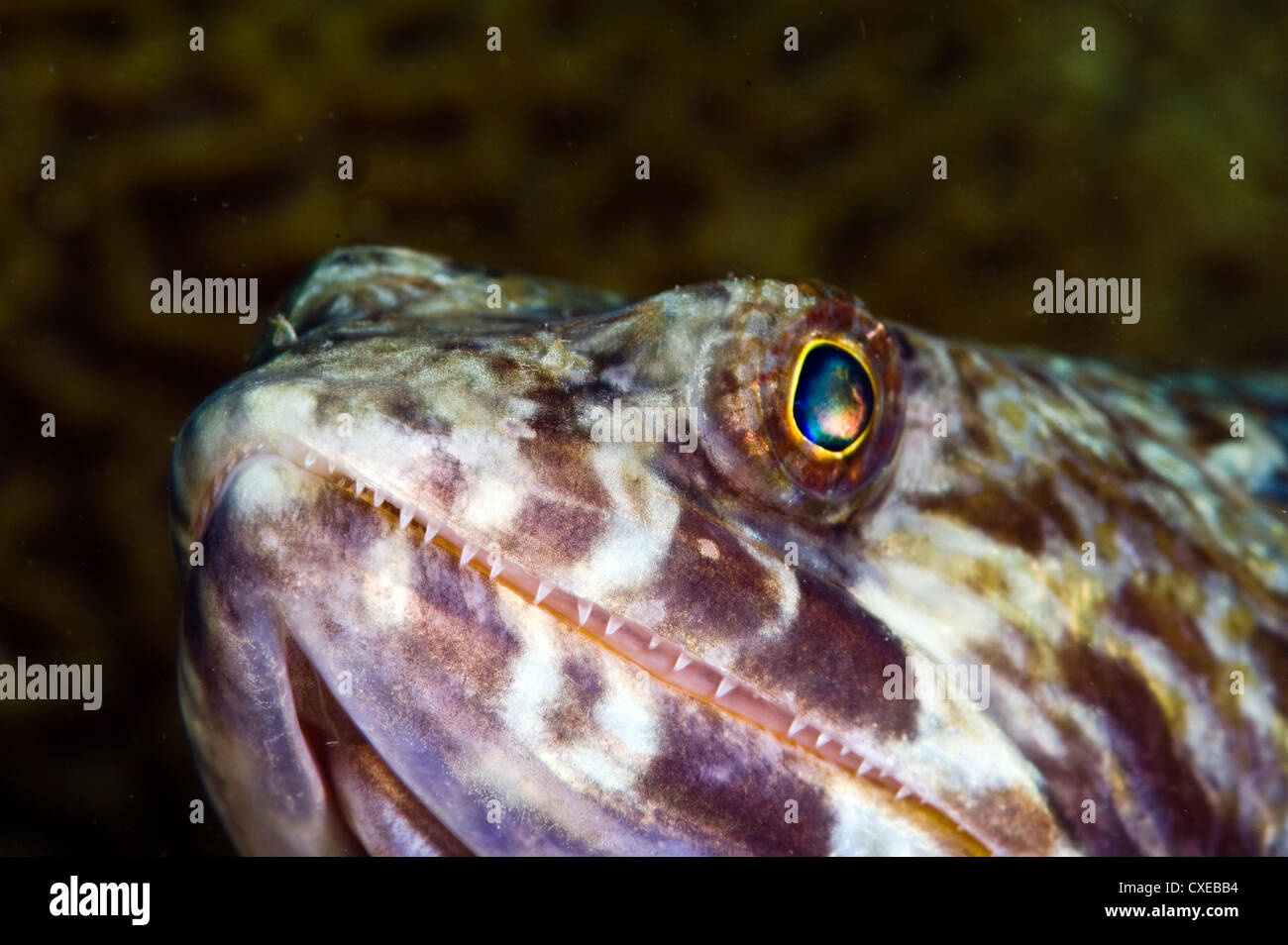 Sand diver (Synodus intermedius), St. Lucia, West Indies, Caribbean, Central America Stock Photo