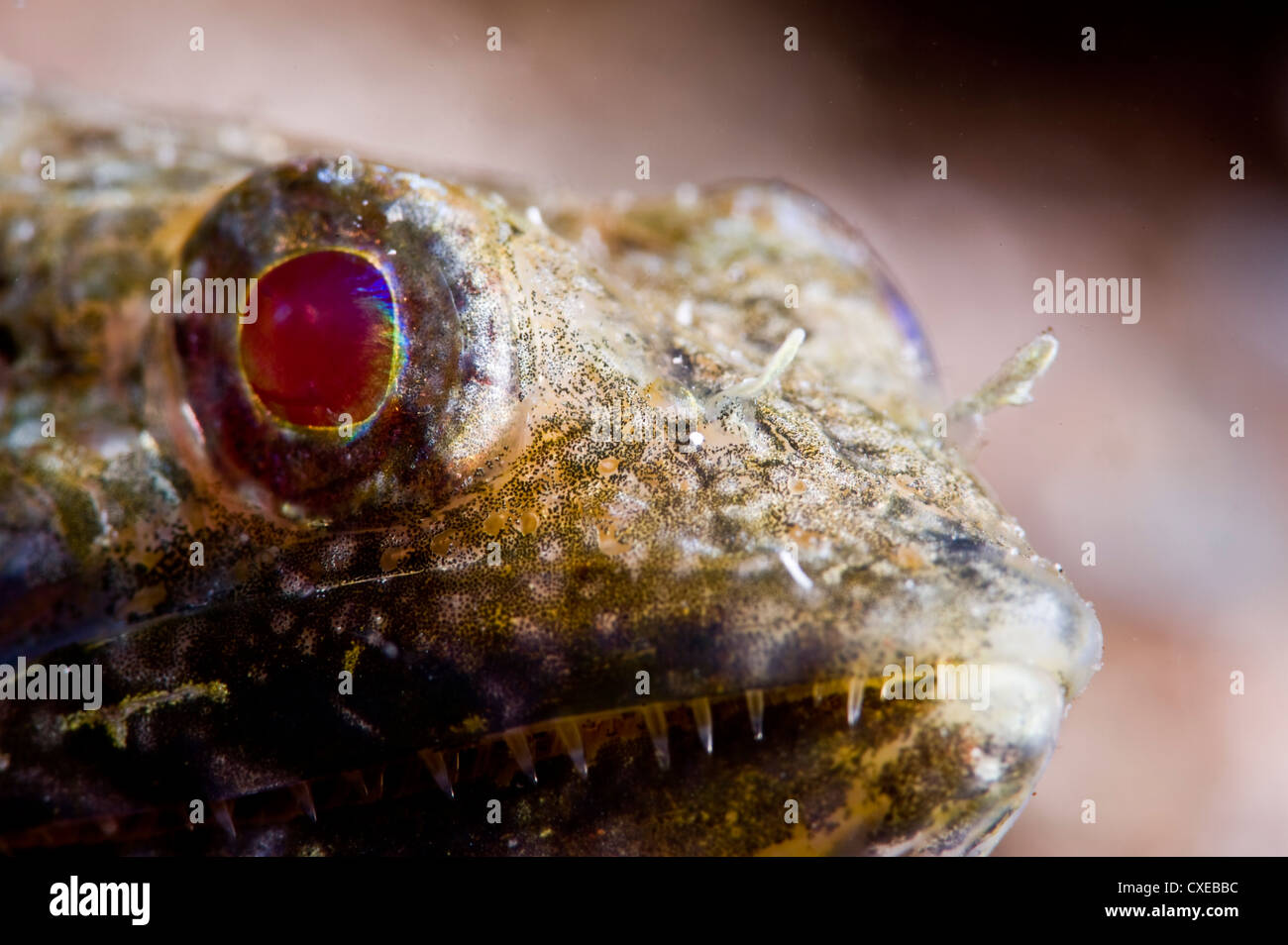 Sand diver (Synodus intermedius), St. Lucia, West Indies, Caribbean, Central America Stock Photo