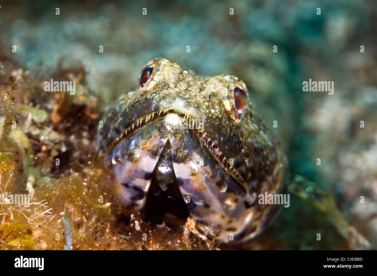 Sand diver (Synodus intermedius), St. Lucia, West Indies, Caribbean, Central America Stock Photo