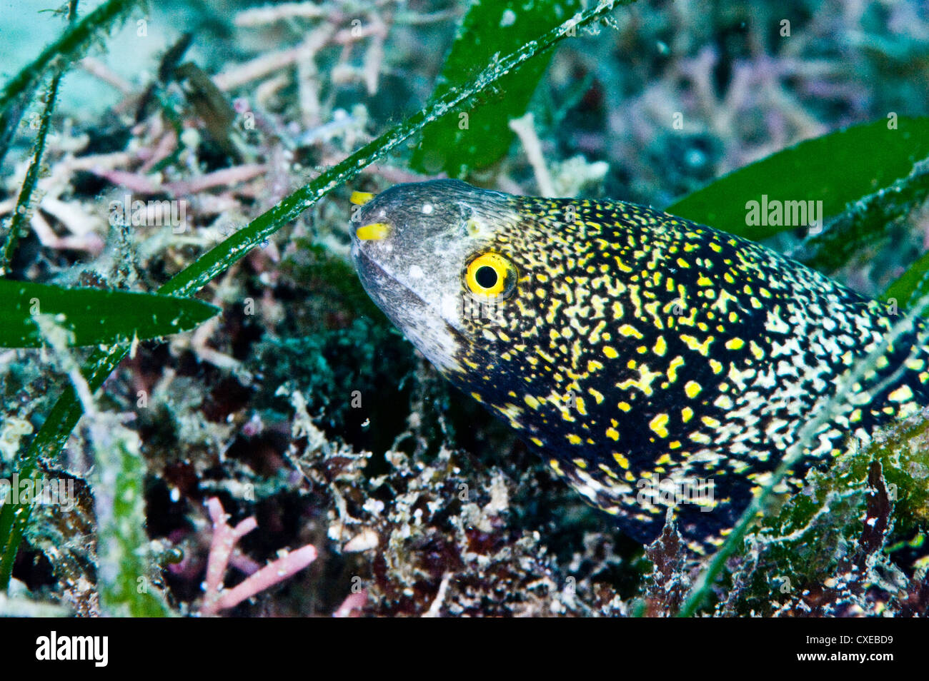Starry moray eel (Echidna nebulosa), grows to 50cm, Philippines, Southeast Asia, Asia Stock Photo