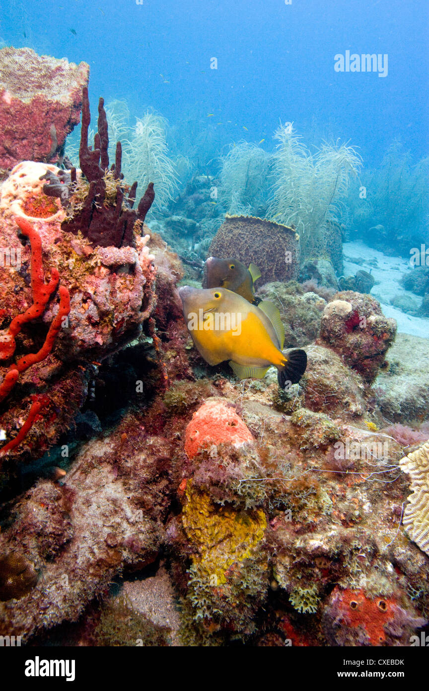White spotted filefish (Cantherhines macrocerus), St. Lucia, West Indies, Caribbean, Central America Stock Photo