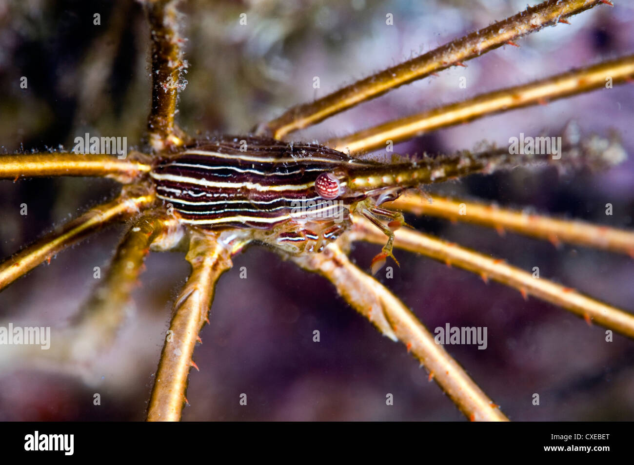Yellowline arrow crab (Stenorhynchus seticornis), St. Lucia, West Indies, Caribbean, Central America Stock Photo