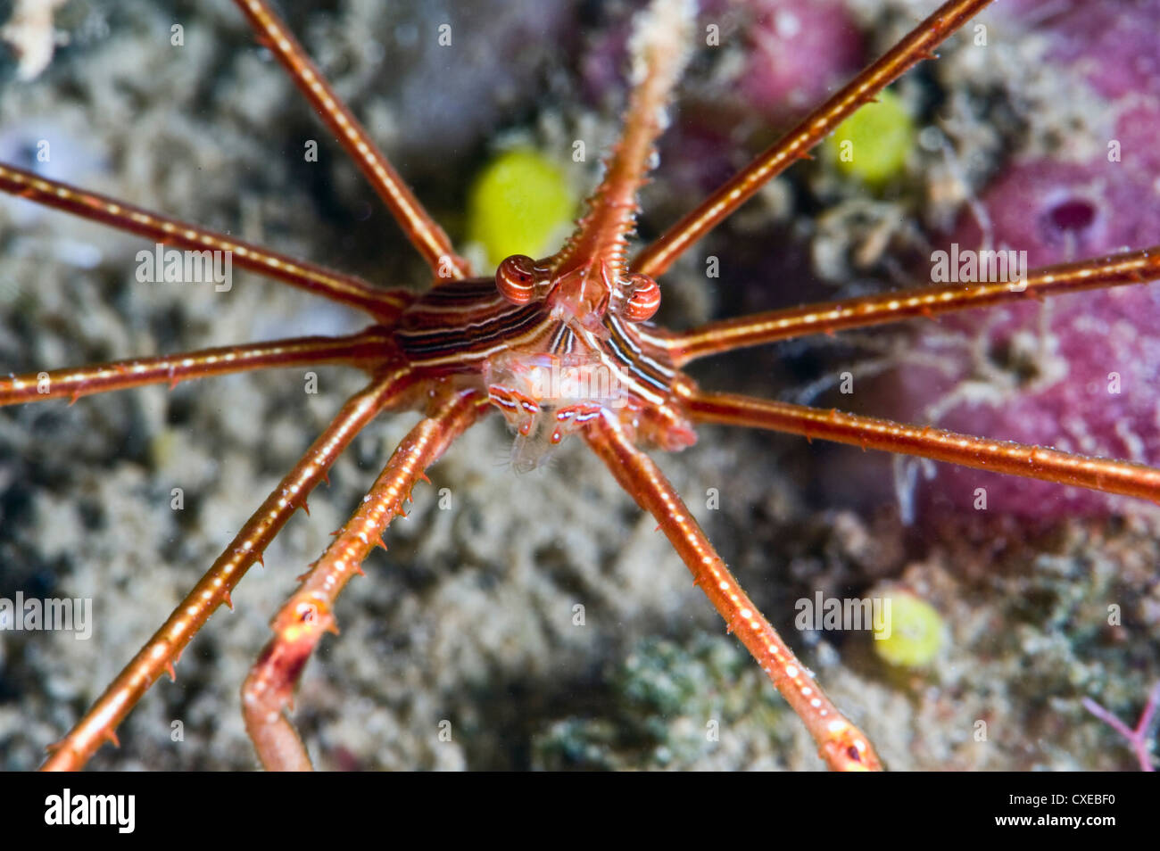 Yellowline arrow crab (Stenorhynchus seticornis), St. Lucia, West Indies, Caribbean, Central America Stock Photo