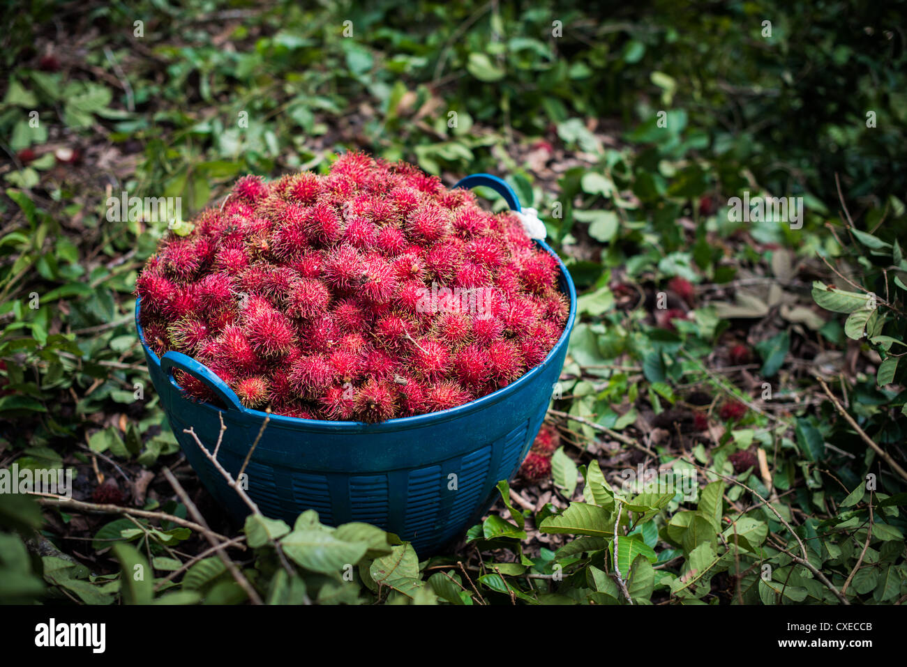 Rambutan tree hi-res stock photography and images - Alamy