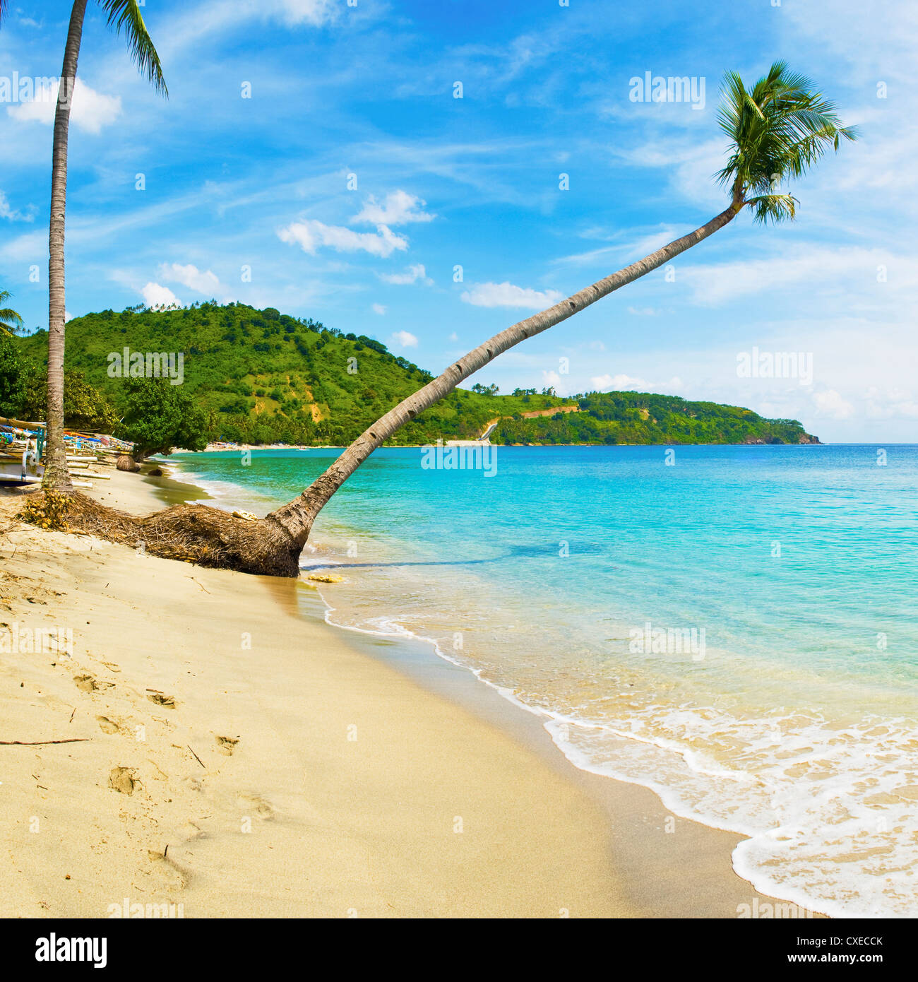 Overhanging palm tree, Nippah Beach, Lombok, West Nusa Tenggara, Indonesia, Southeast Asia, Asia Stock Photo