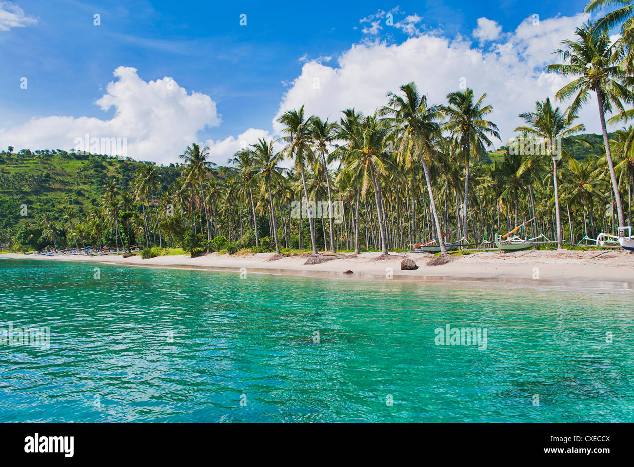 Palm trees, Nippah Beach, Lombok, West Nusa Tenggara, Indonesia, Southeast Asia, Asia Stock Photo