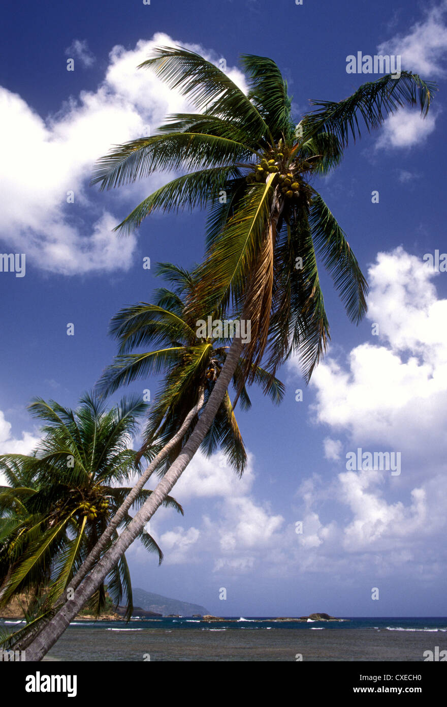 coconut tree, coconut trees, beach, town of Calibishie, Calibishie