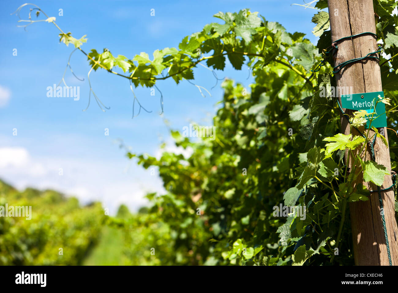 Vineyard of Merlot grape Stock Photo