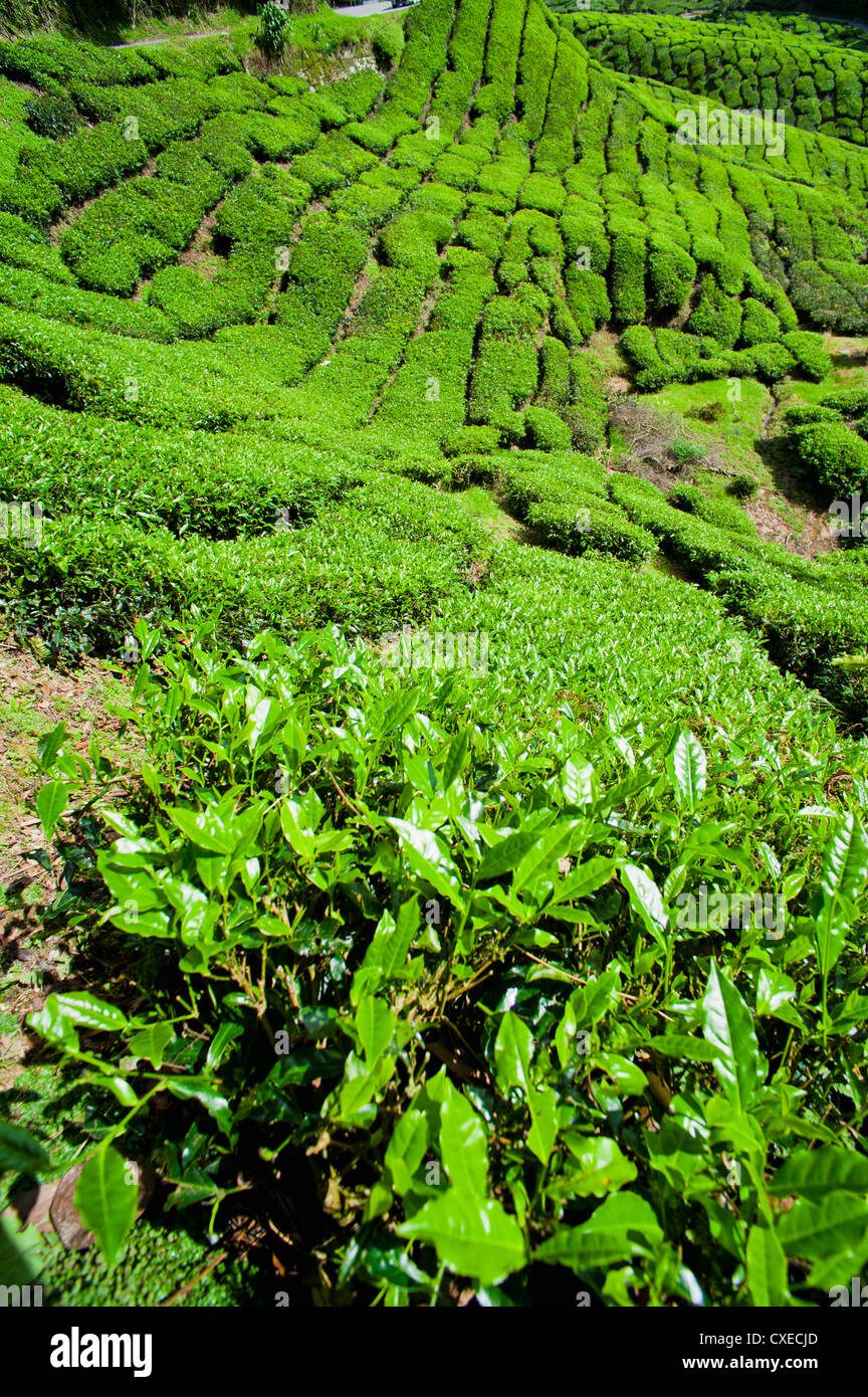 Cameron Highlands Landscapes High Resolution Stock Photography And Images Alamy