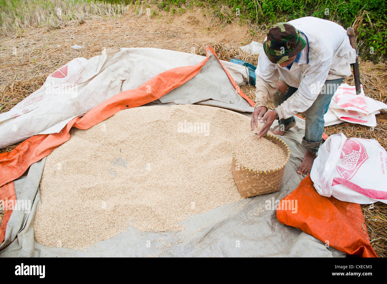 Rice Drying High Resolution Stock Photography and Images Alamy
