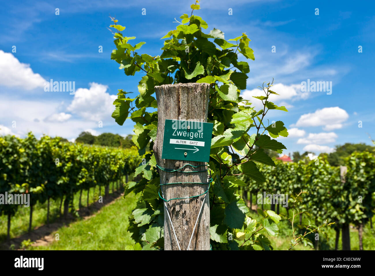 Vineyard of the red wine grape Zweigelt Stock Photo Alamy