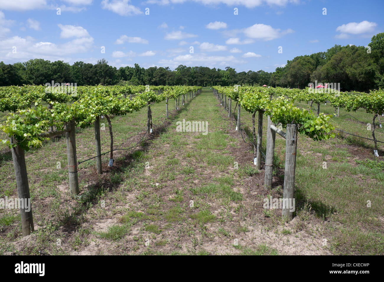 Boone Hall Plantation near Charleston, South Carolina grape vineyards growing. Stock Photo