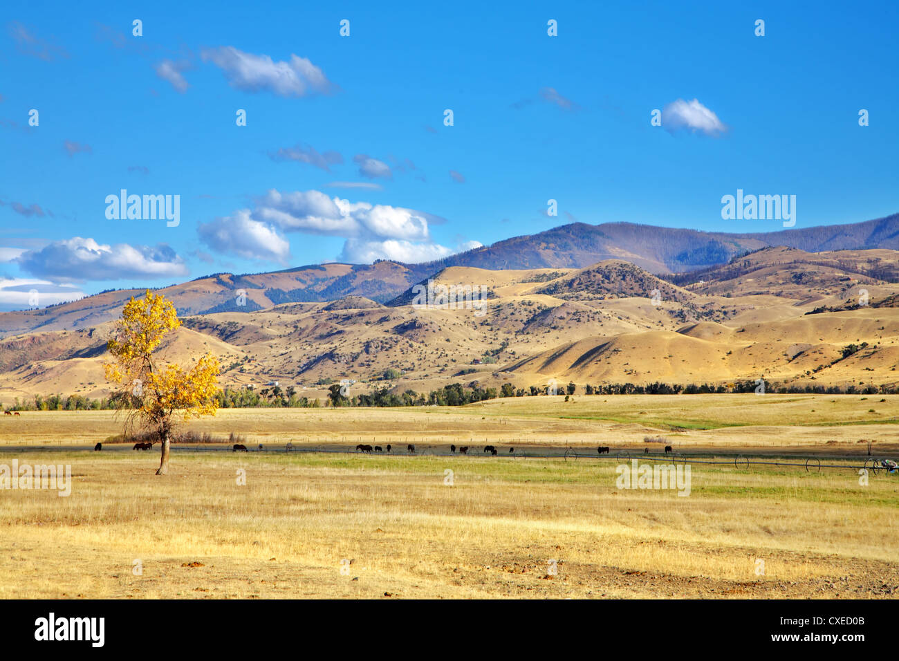 The American prairie in clear day Stock Photo