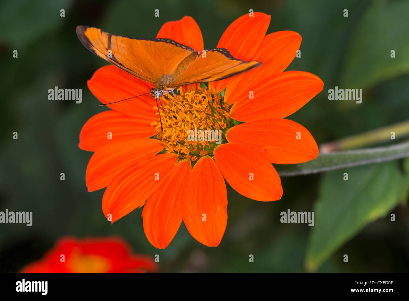 An adult Flame butterfly feeding Stock Photo
