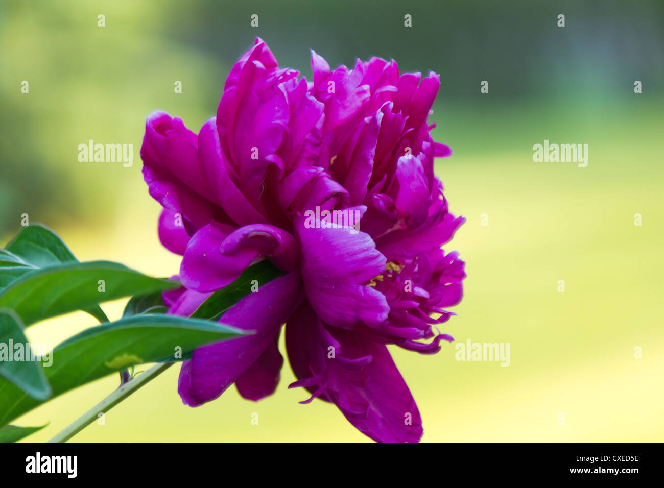 Purple nature hi-res stock photography and images - Alamy