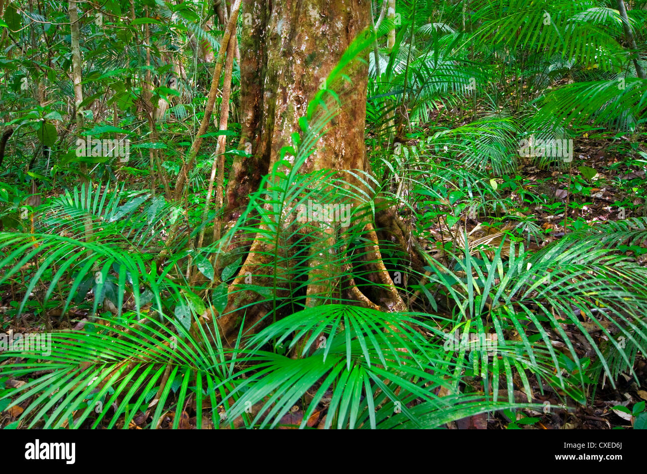 Lush green rainforest in Tropical Queensland. Stock Photo