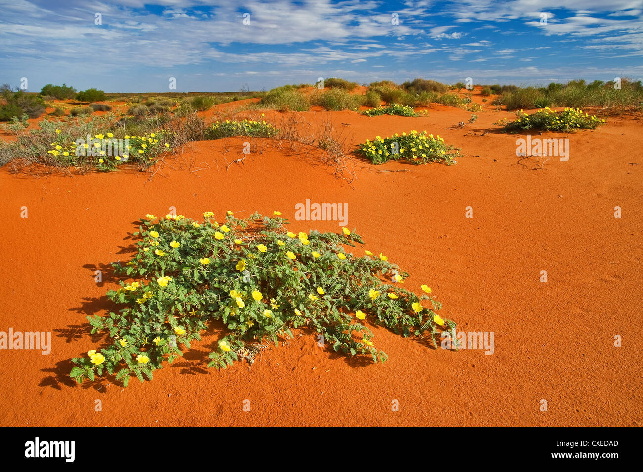 Flowers in the red sand dunes of Simpson Desert after some rain. Stock Photo