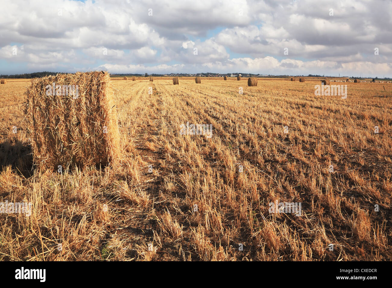 The yellow field after harvesting Stock Photo Alamy