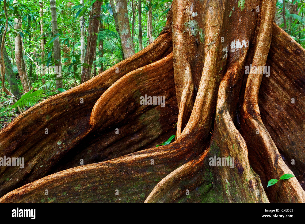 Giant root of an ancient tropical tree in Daintree National Park. Stock Photo