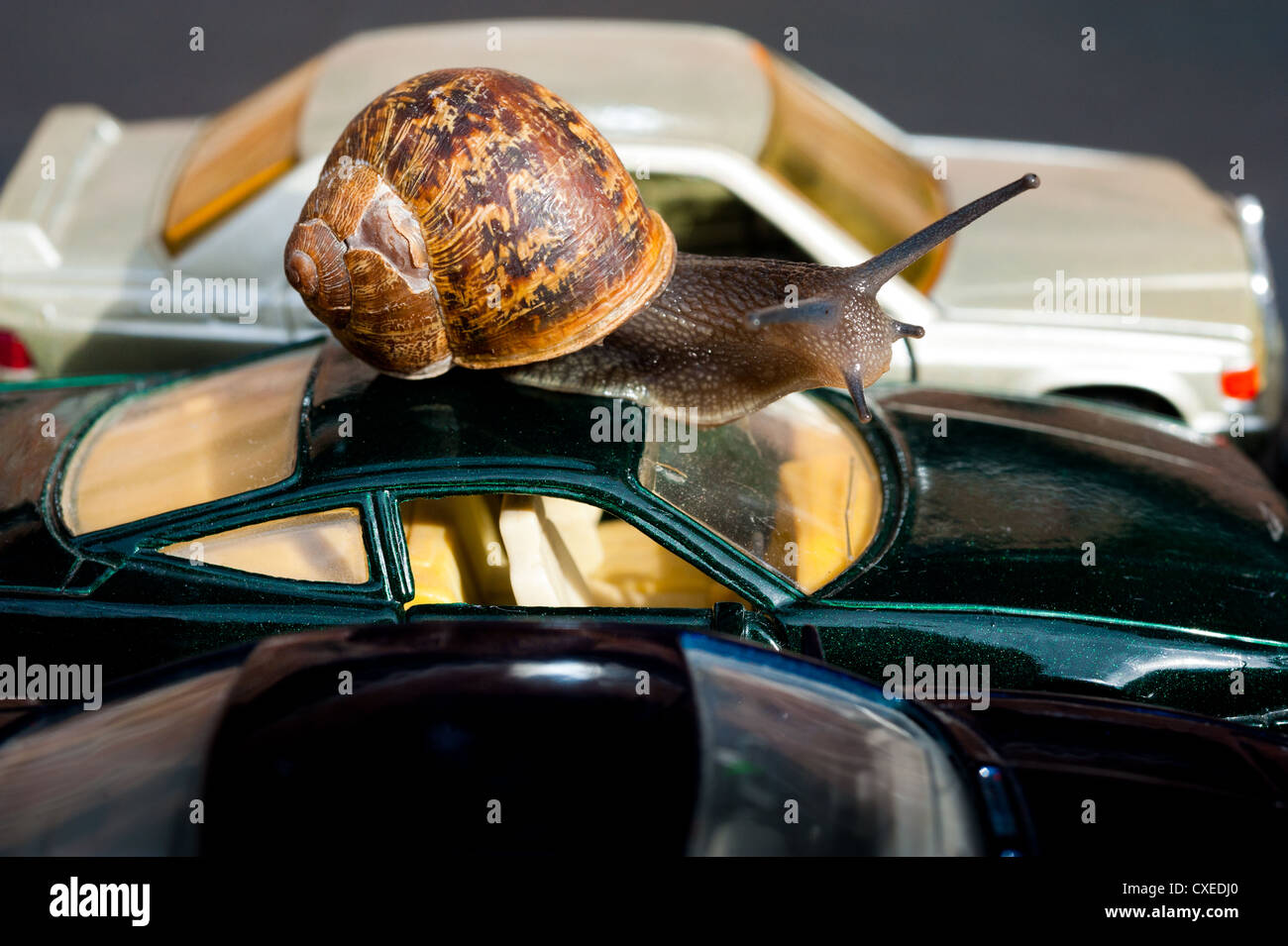 Snails pace hires stock photography and images Alamy