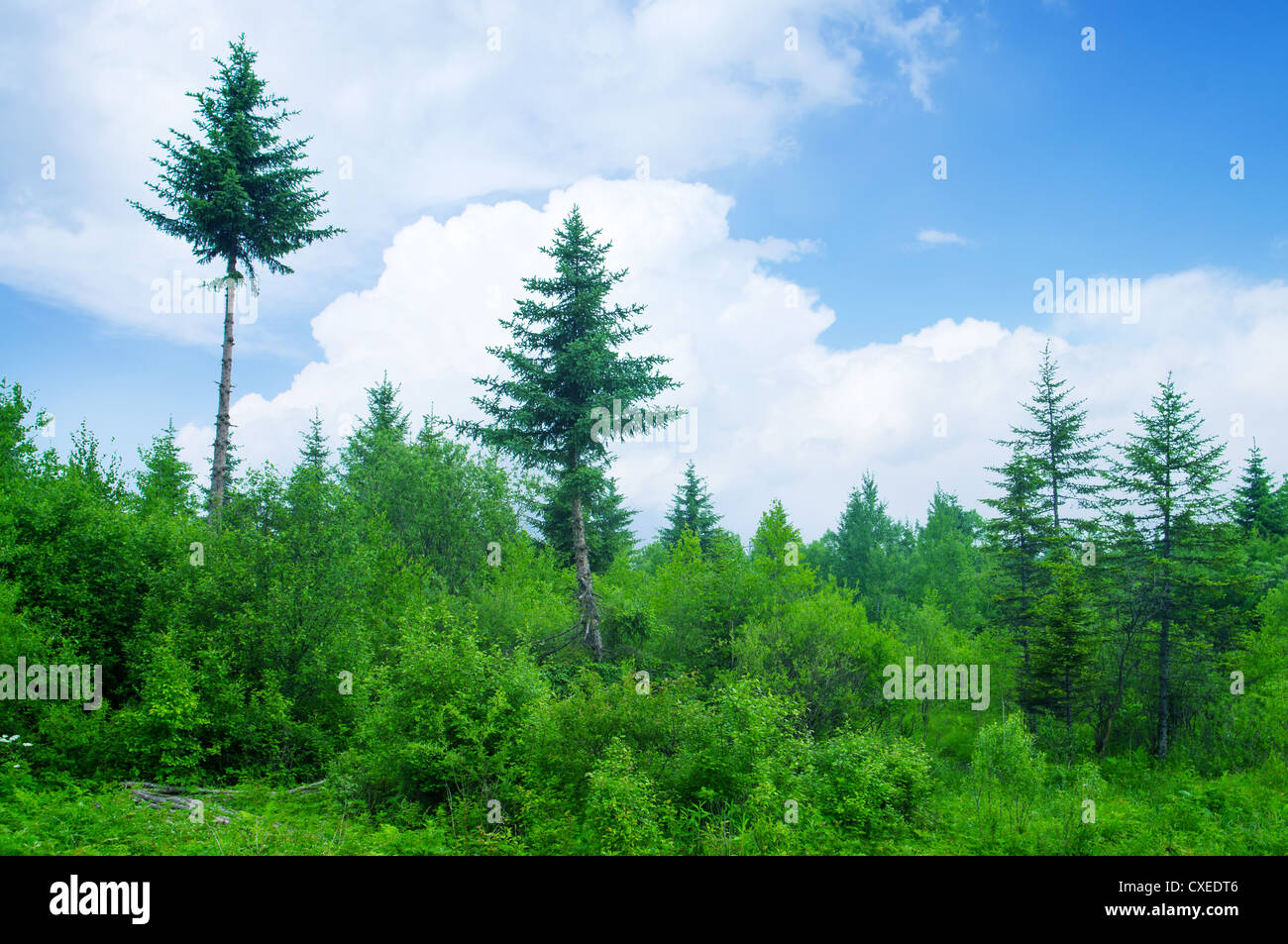 Summer forest under the blue sky and white clouds Stock Photo - Alamy