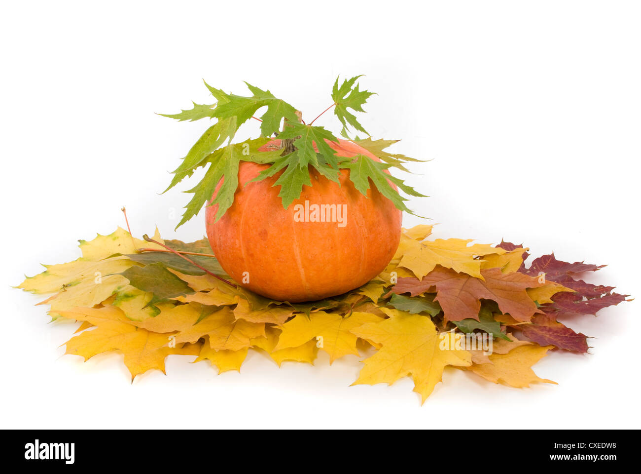 Pumpkin with fall leaves on white background Stock Photo