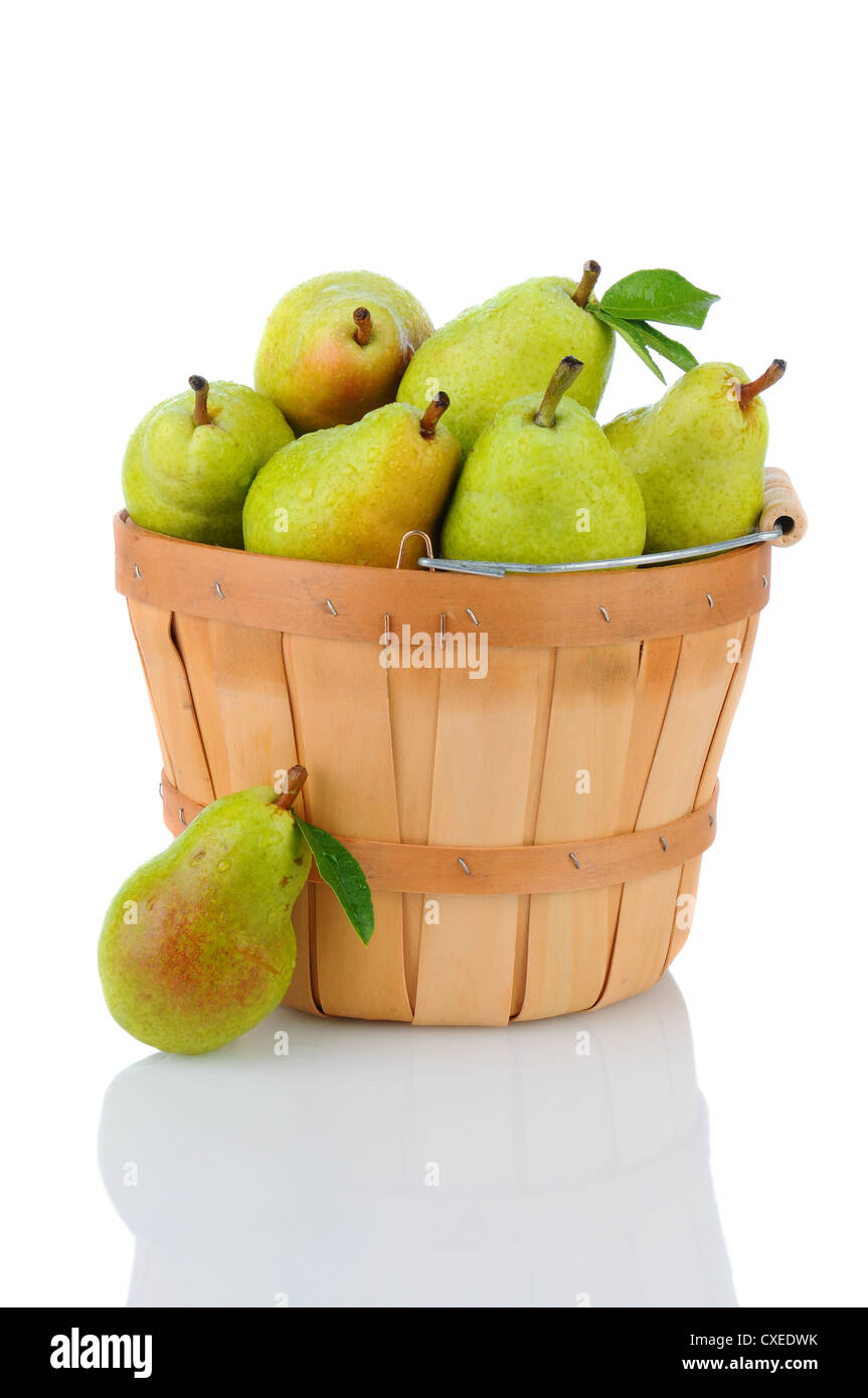 A basket full of fresh picked Bartlett Pears. Vertical format over a white background with reflection. Stock Photo