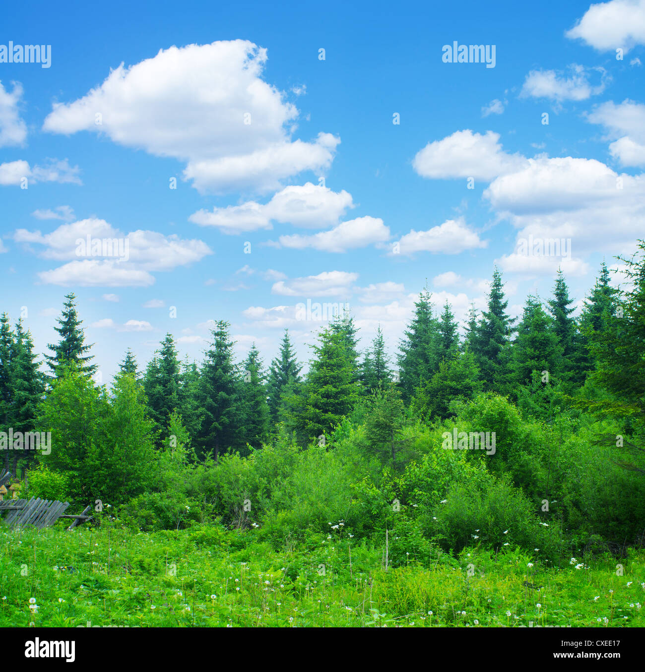 Summer forest under the blue sky and white clouds Stock Photo