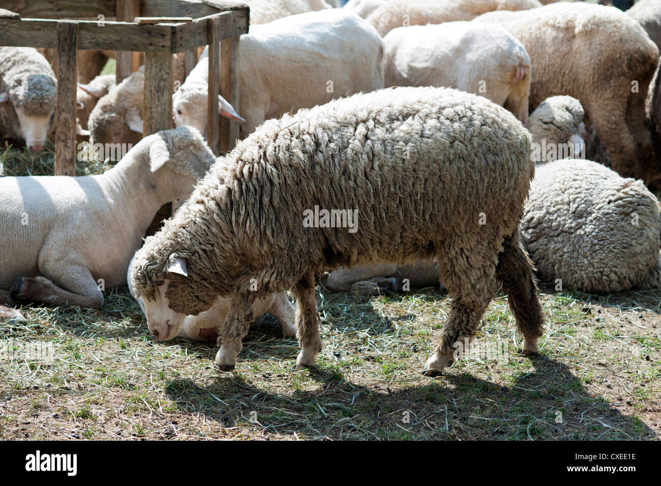As part of 'Wool Uncovered' a flock of sheep hang out in Bryant Park in New York Stock Photo
