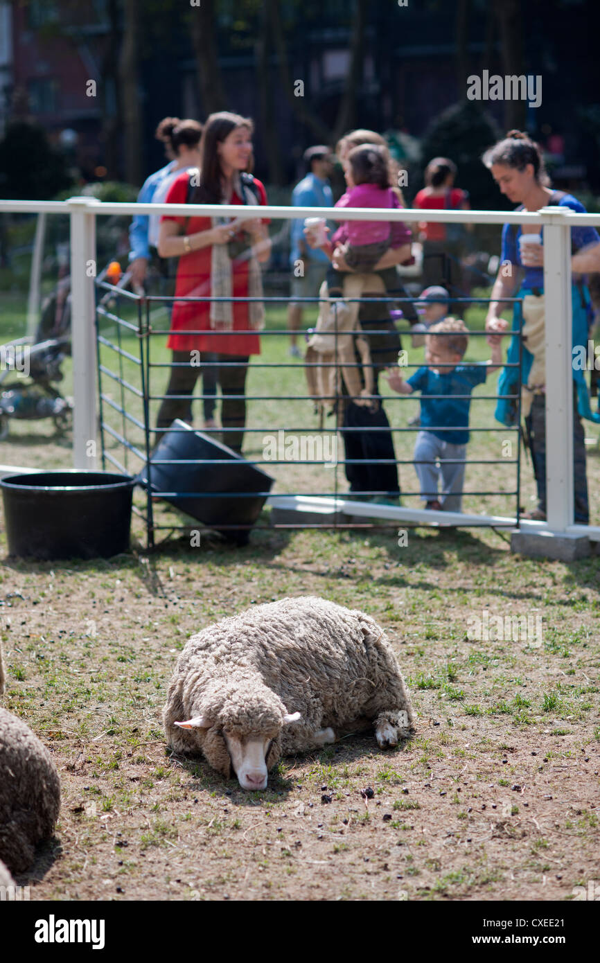 As part of 'Wool Uncovered' a flock of sheep hang out in Bryant Park in New York Stock Photo