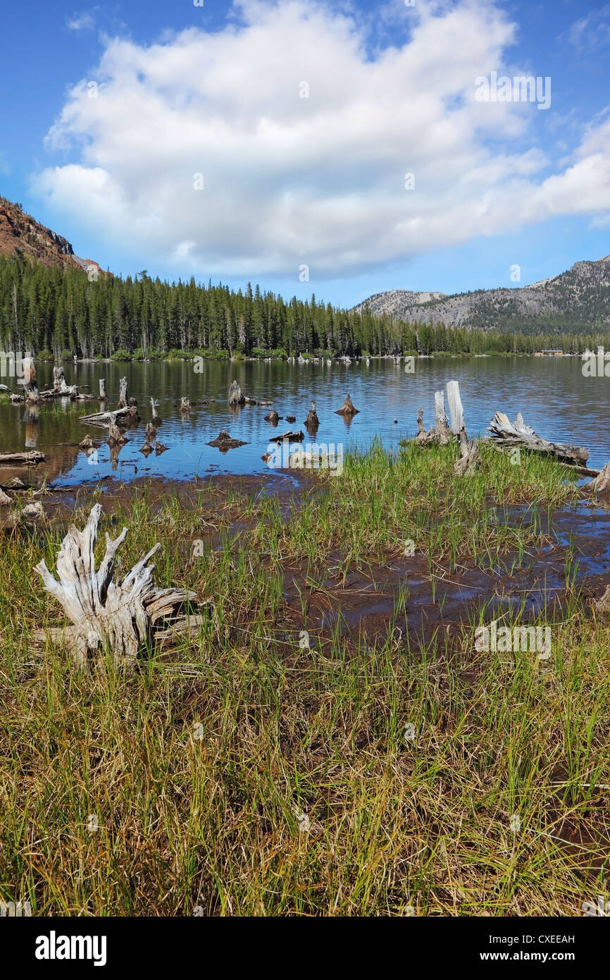Overgrown with grass hi-res stock photography and images - Alamy