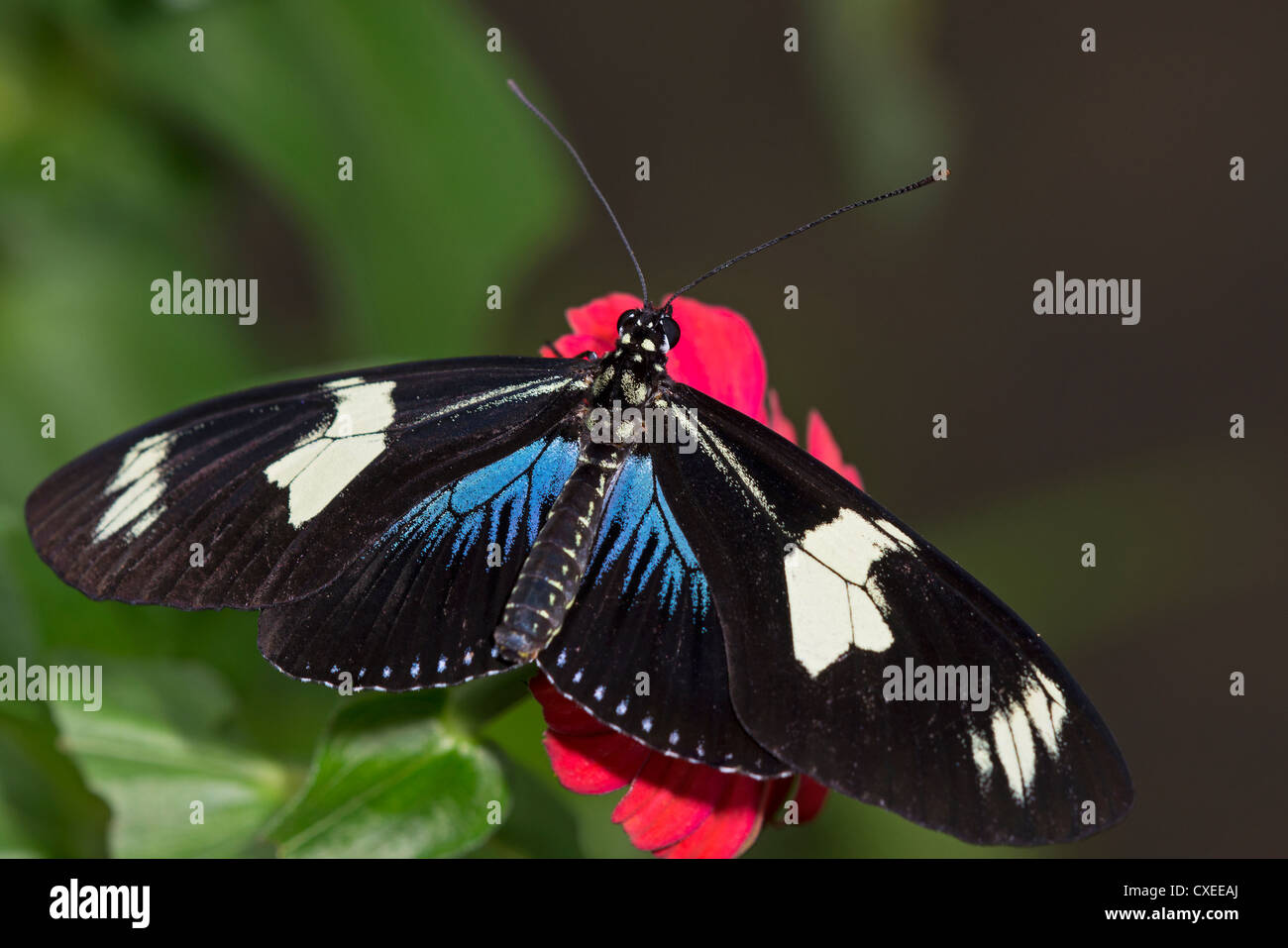 A blue phase Doris Longwing butterfly feeding Stock Photo