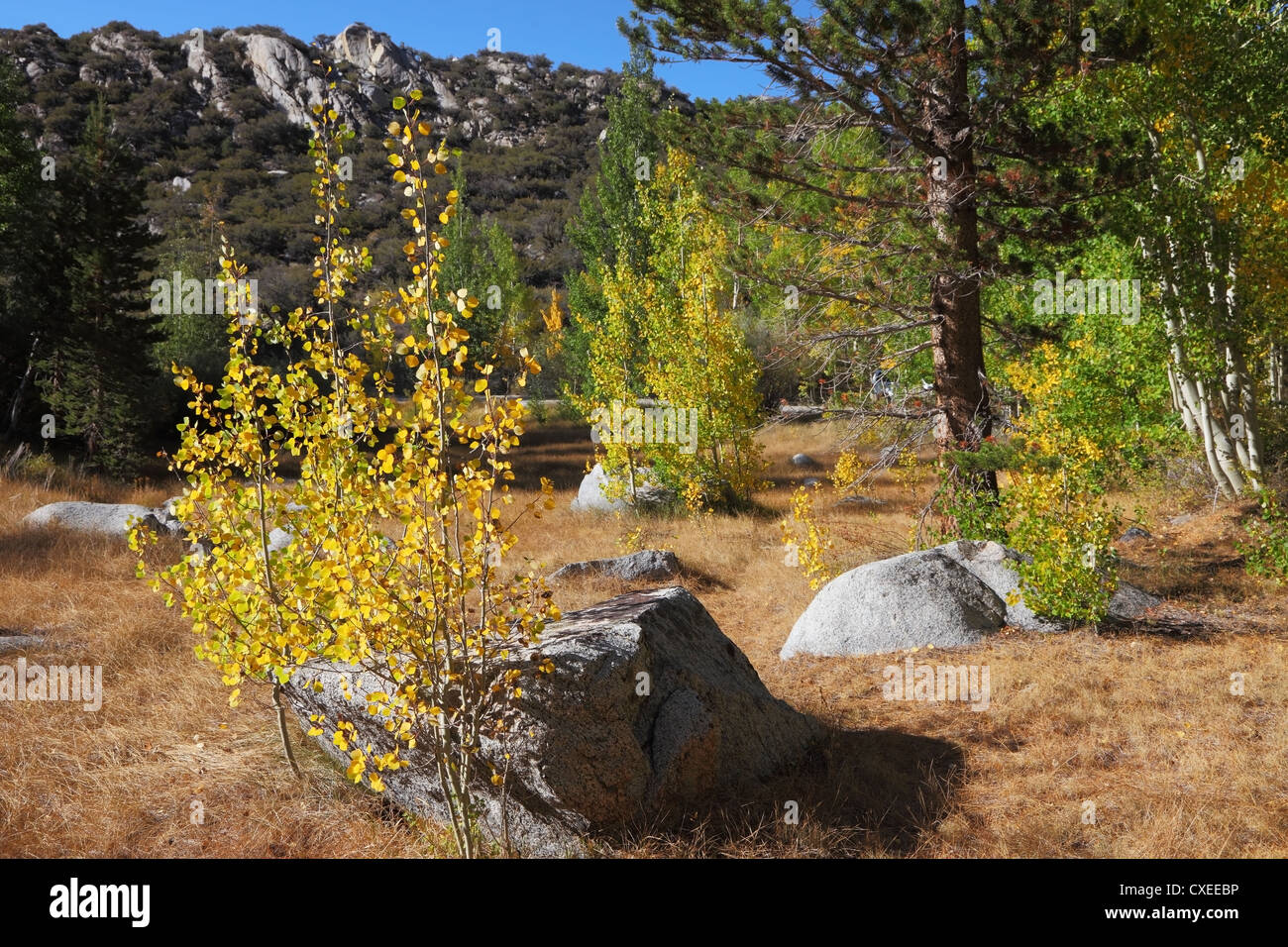 The trees and rocks Stock Photo - Alamy