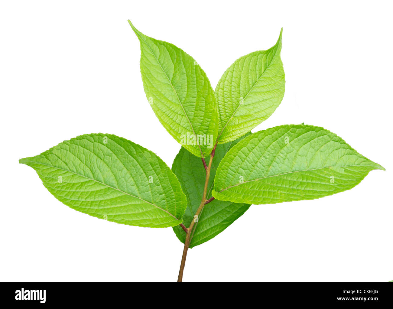 Leaves isolated on a white background Stock Photo - Alamy