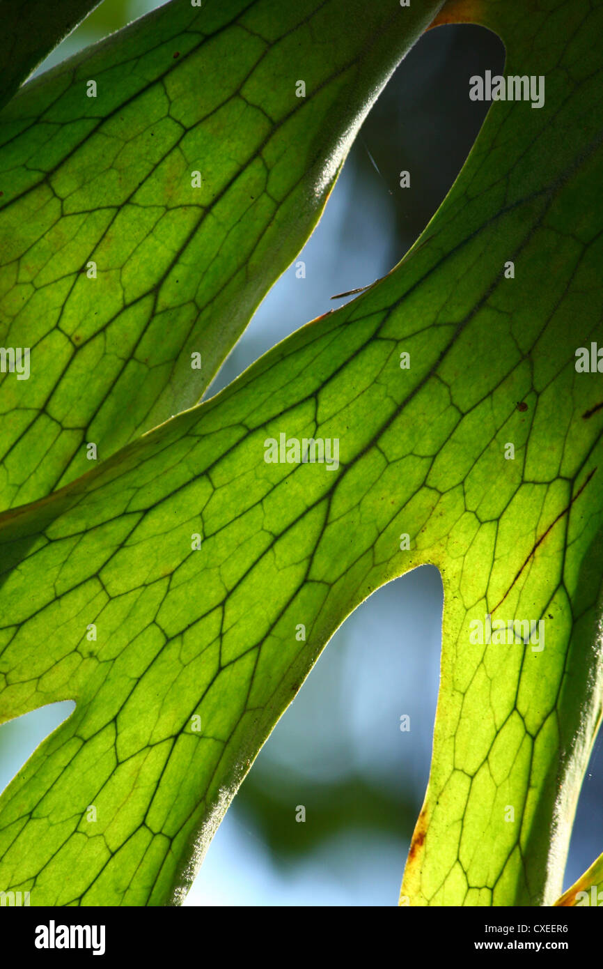 leaf green structures close up Stock Photo