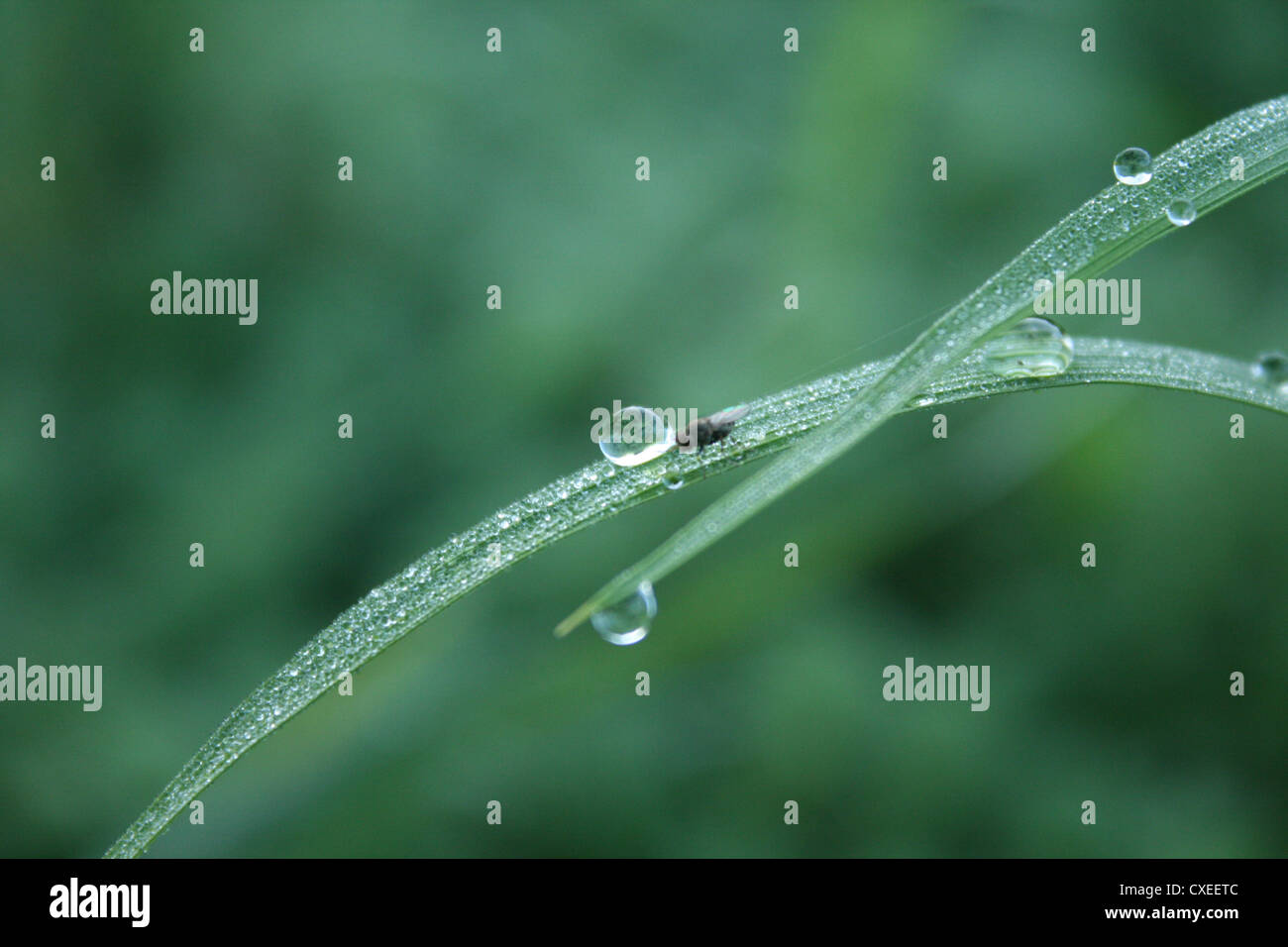 Dew on leaf a bug eating water Stock Photo