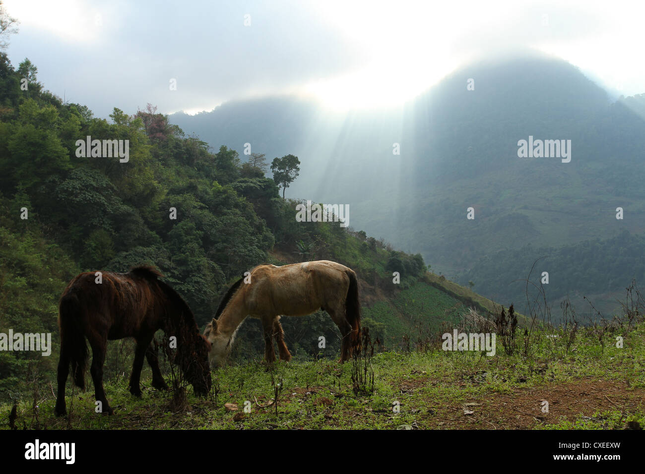 2 horse eating grass have light from sky so beautiful Stock Photo