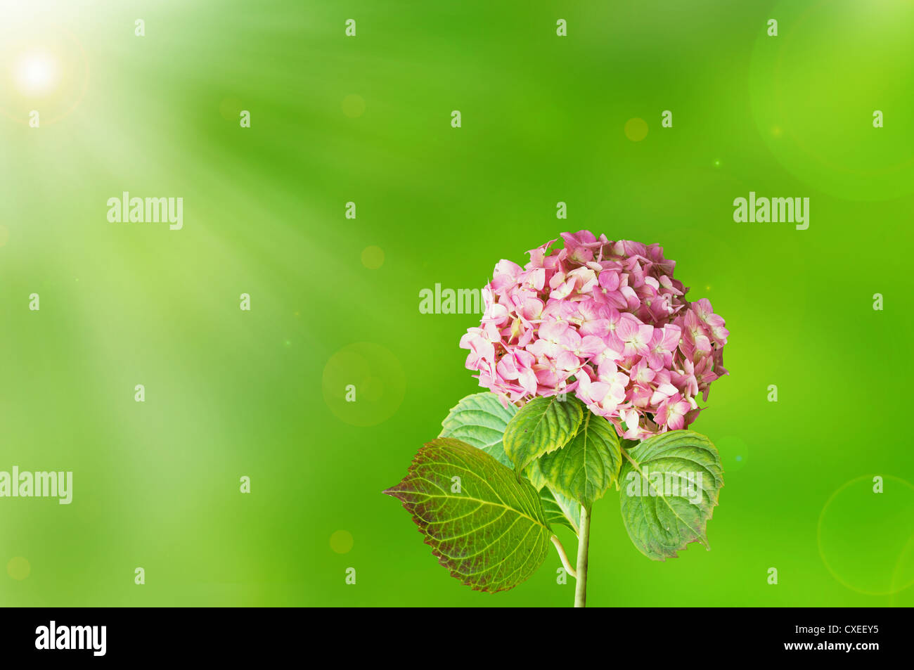 Pink flowers bloom under the sun Stock Photo - Alamy