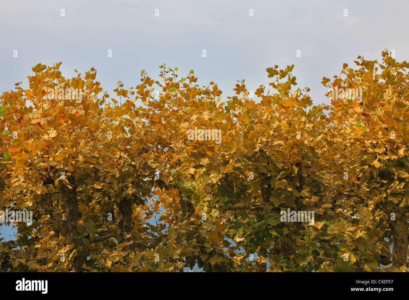 Leaves turning gold hi-res stock photography and images - Alamy