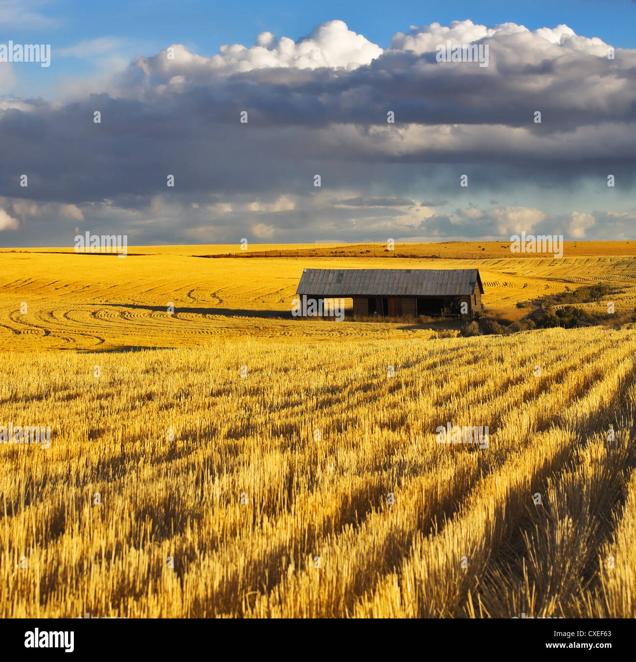 The field after harvesting Stock Photo - Alamy