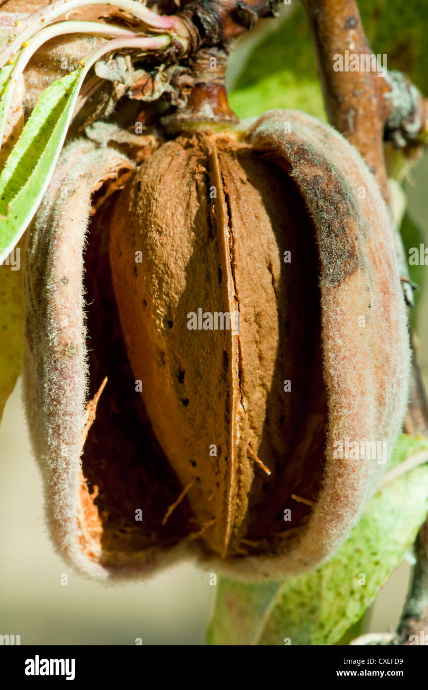 Nearly ripe almonds on branch Stock Photo - Alamy