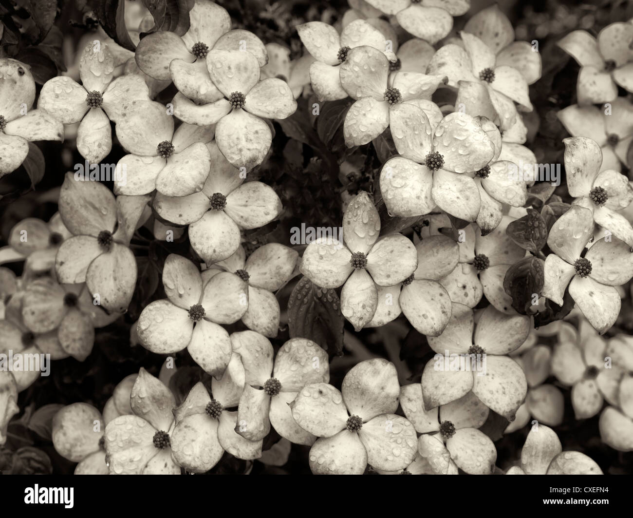 Close up of Dogwood flowers. Hughes Water Gardens, Oregon Stock Photo