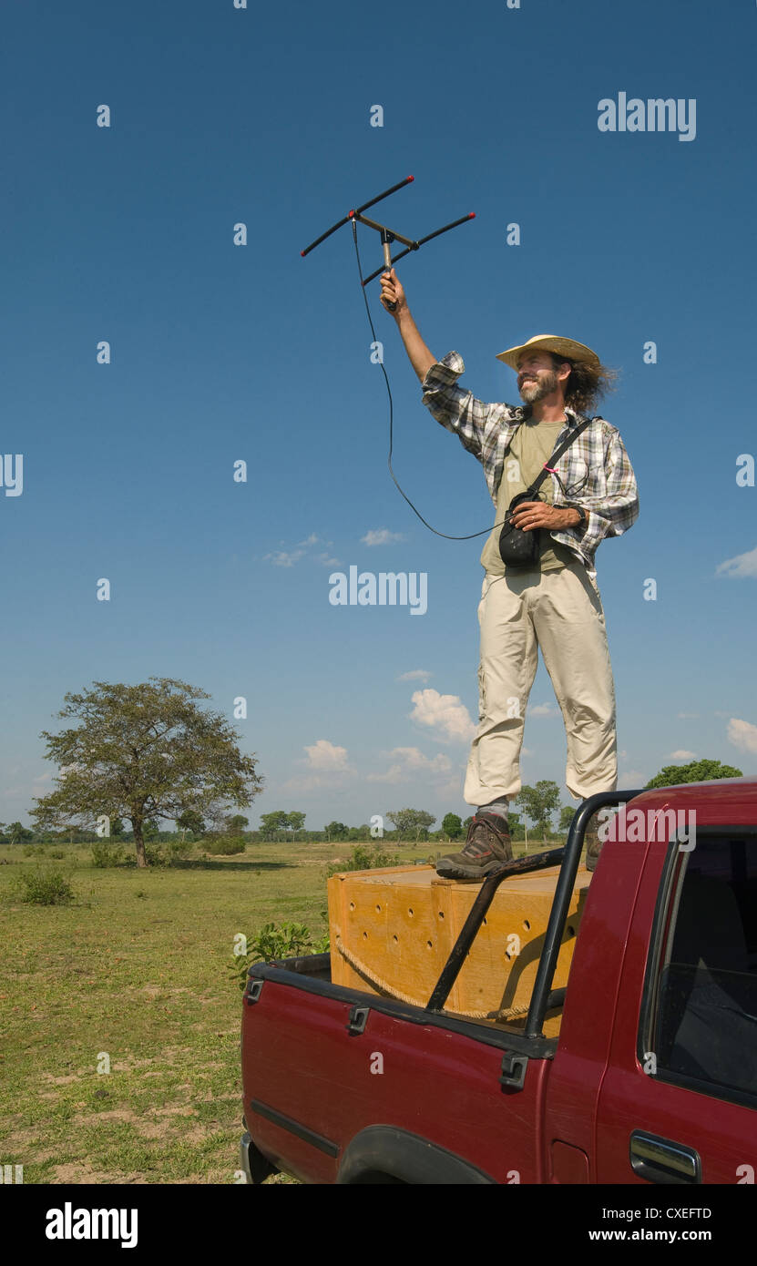 Biologist Arnaud Desbiez tracking Giant Armadillos, Pantanal, Brazil Stock Photo