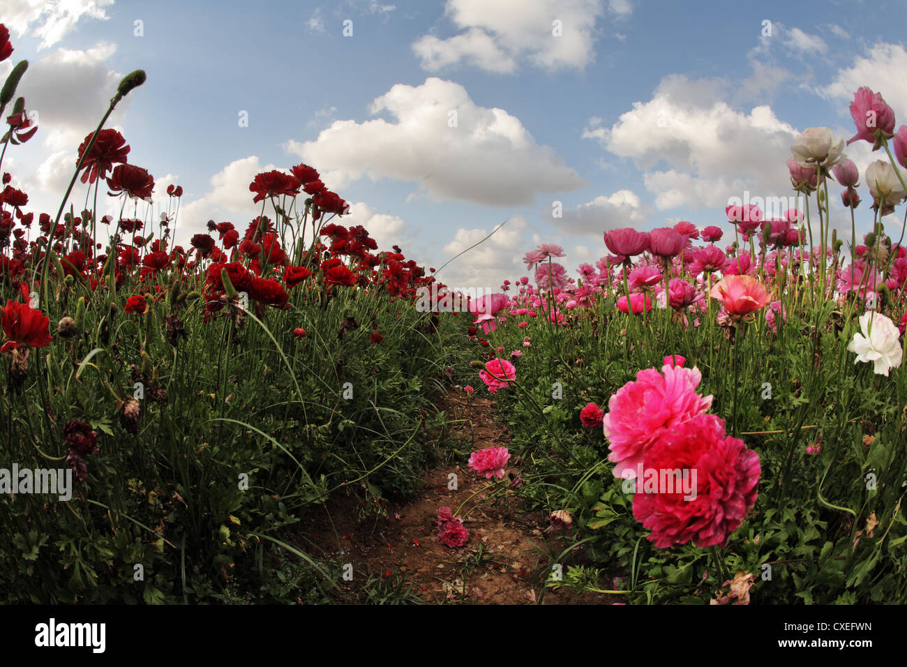 A pink and red garden Stock Photo Alamy
