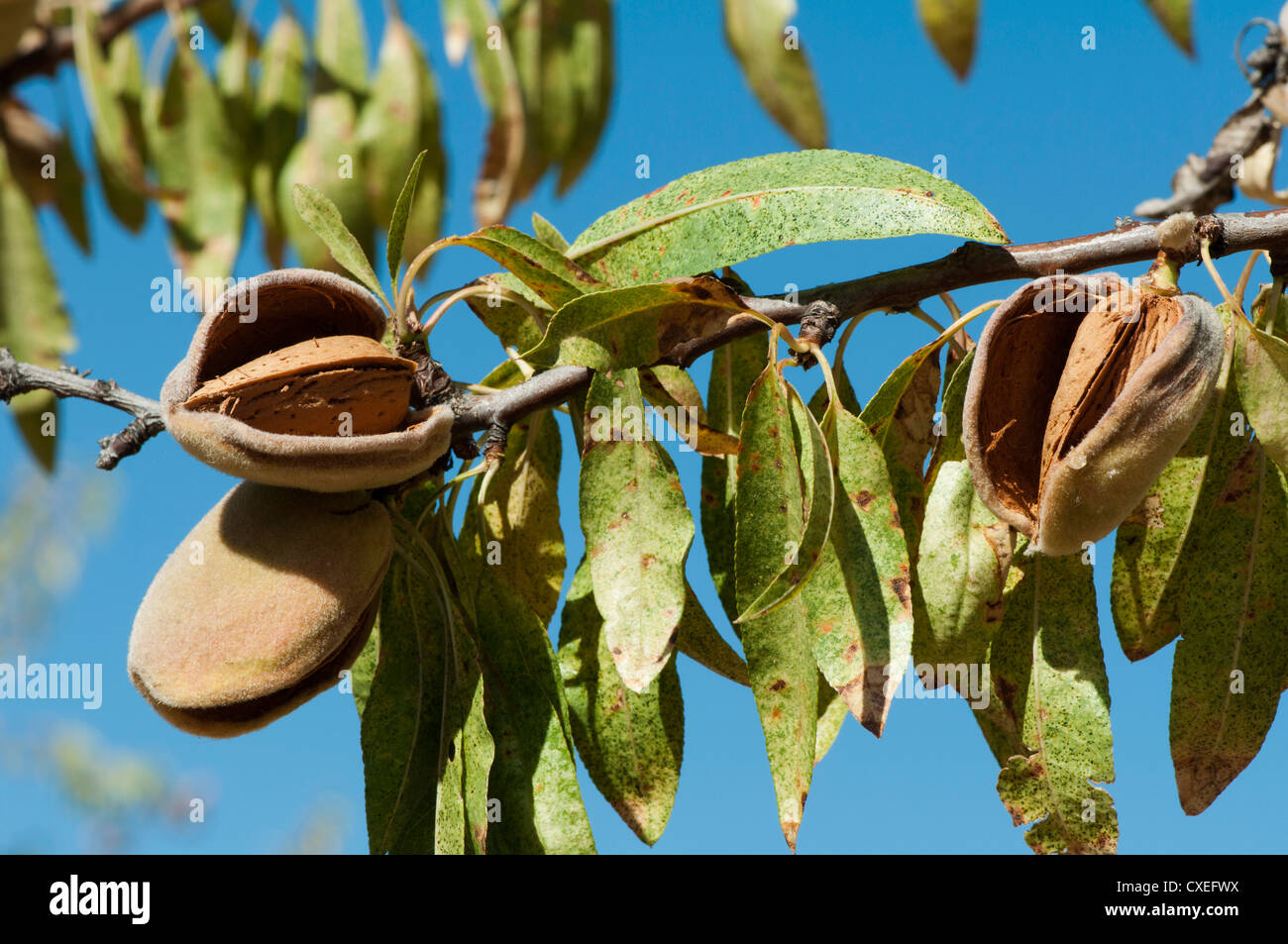 Nearly ripe hi-res stock photography and images - Alamy