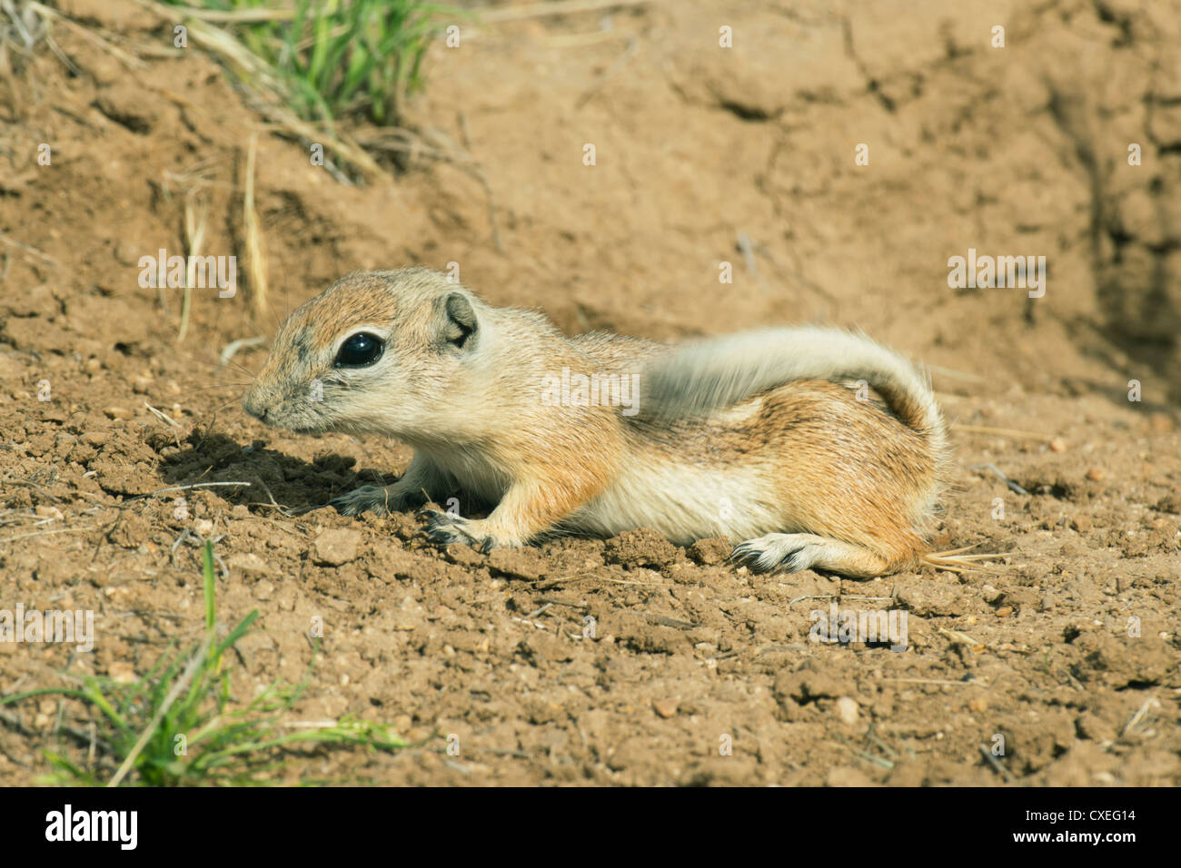 San Joaquin Antelope Squirrel (Ammospermophilus nelsoni) Endangered, Carrizo Plain National Monument, California - Wagging Tail Stock Photo