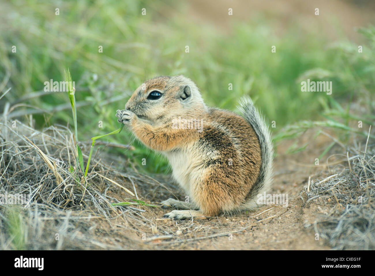 San Joaquin Antelope Squirrel (Ammospermophilus nelsoni) Endangered, Carrizo Plain National Monument, California Stock Photo