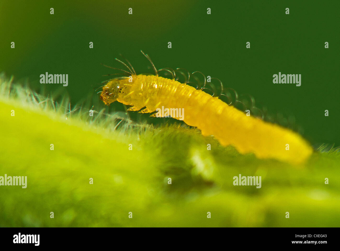An Orange-barred Sulphur caterpillar Stock Photo